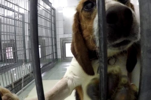 Uwięziony w klatce pies, na którym przeprowadzane są eksperymenty w LPT